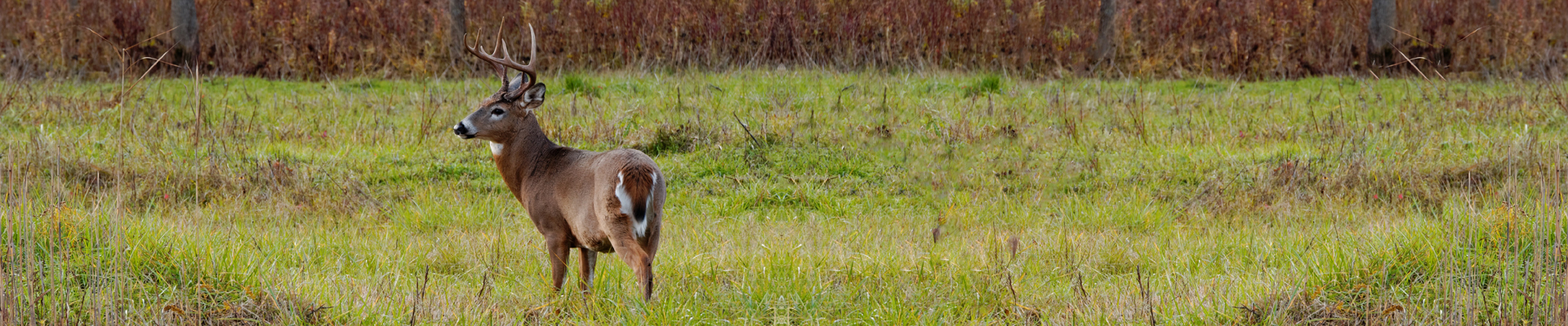 P FC 316 Gone Hunting (White Tail Cruising) FULL COUCH PRINT